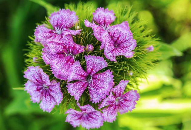 Какие бывают гвоздики | www.sotki.ru | Ваши 6 соток